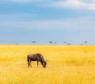 What is Included in a Tanzania Luxury Safari